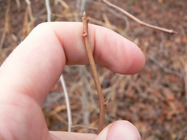 Blade: long canoe shaped leaves with a prominent lance-shaped tip, with a coarse, forward hooked teeth at the edge of the leaf. “matte”, waxy in texture
Bud: buds are globular in shape and dark red in color, spikey light brown capsules holding the akerns
Bark: very uneven consisting of deep furrows and flat-topped ridges in maturity, brown, smooth when young