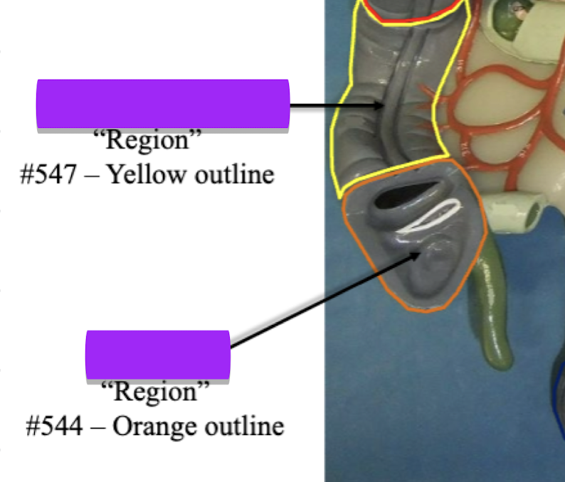 <p>Label region (orange)</p>