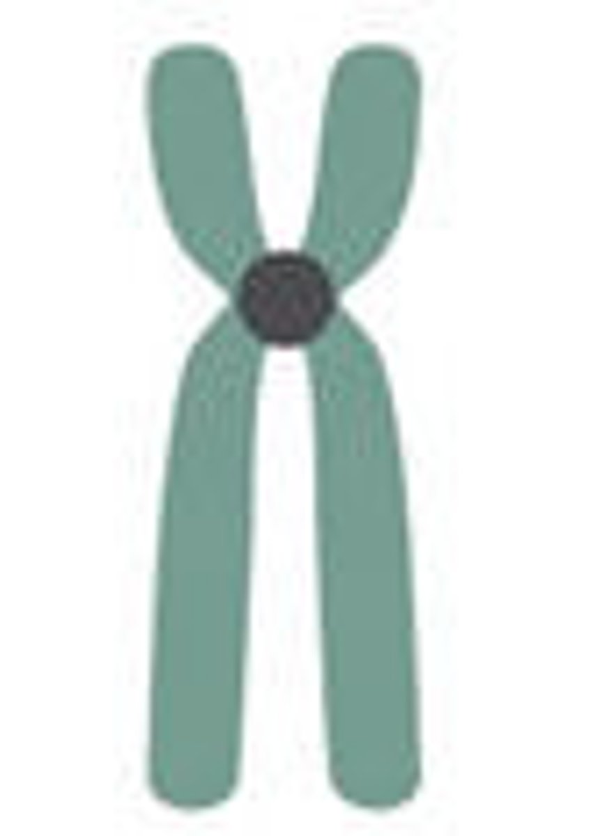 <p>type of chromosomes in which the centromere is slightly off center</p>