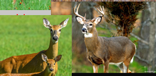 <p>tail is long, fluffy and white underneath; male antlers sweep up and foreward with a main branch</p>