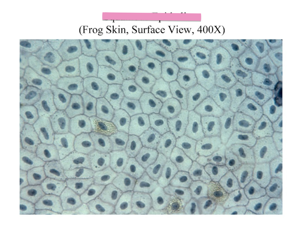 <p>Simple Squamous Epithelium tissue cellular characteristics</p>
