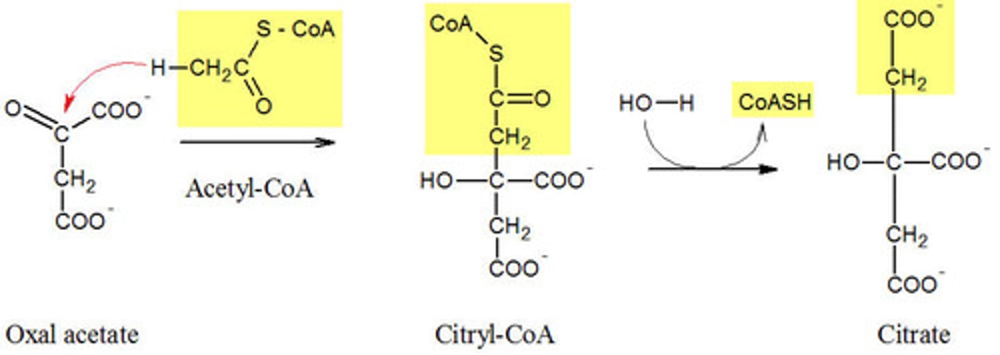 <p>(B) I and III only</p><p>Each of the following statements about Citrate are true:</p><p>I. The Thioester bond in Acetyl-CoA is hydrolyzed, providing the energy to drive Citrate Synthesis.</p><p>II. The two carbons from the Acetyl-CoA are incorporated into Citrate's 6 Carbons.</p><p>III. The two carbons Citrate acquired from Acetyl-CoA will leave the TCA cycle as Carbon Dioxide.</p>