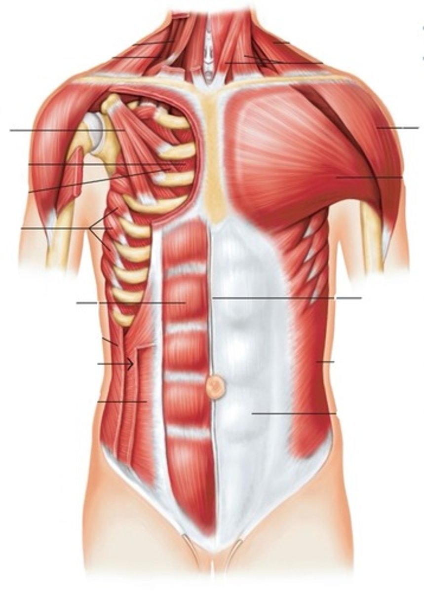 <p>What muscle is this?</p>