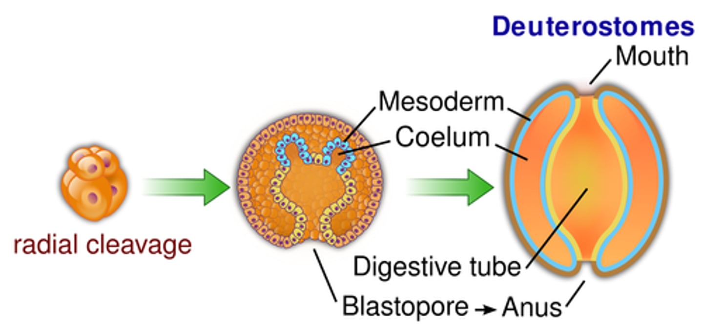 <p>the coelom forms from mesodermal outpocketings of the archenteron, the mouth forms from a secondary opening, the anus develops at the site of the blastopore, ex: humans</p>