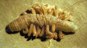 <p>an organism that has young that develop on/ within another organism (the host), eventually killing it.</p>