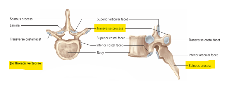 <p>T1-T12 - spinous processes are angled sharply downward; no transverse foramina </p>