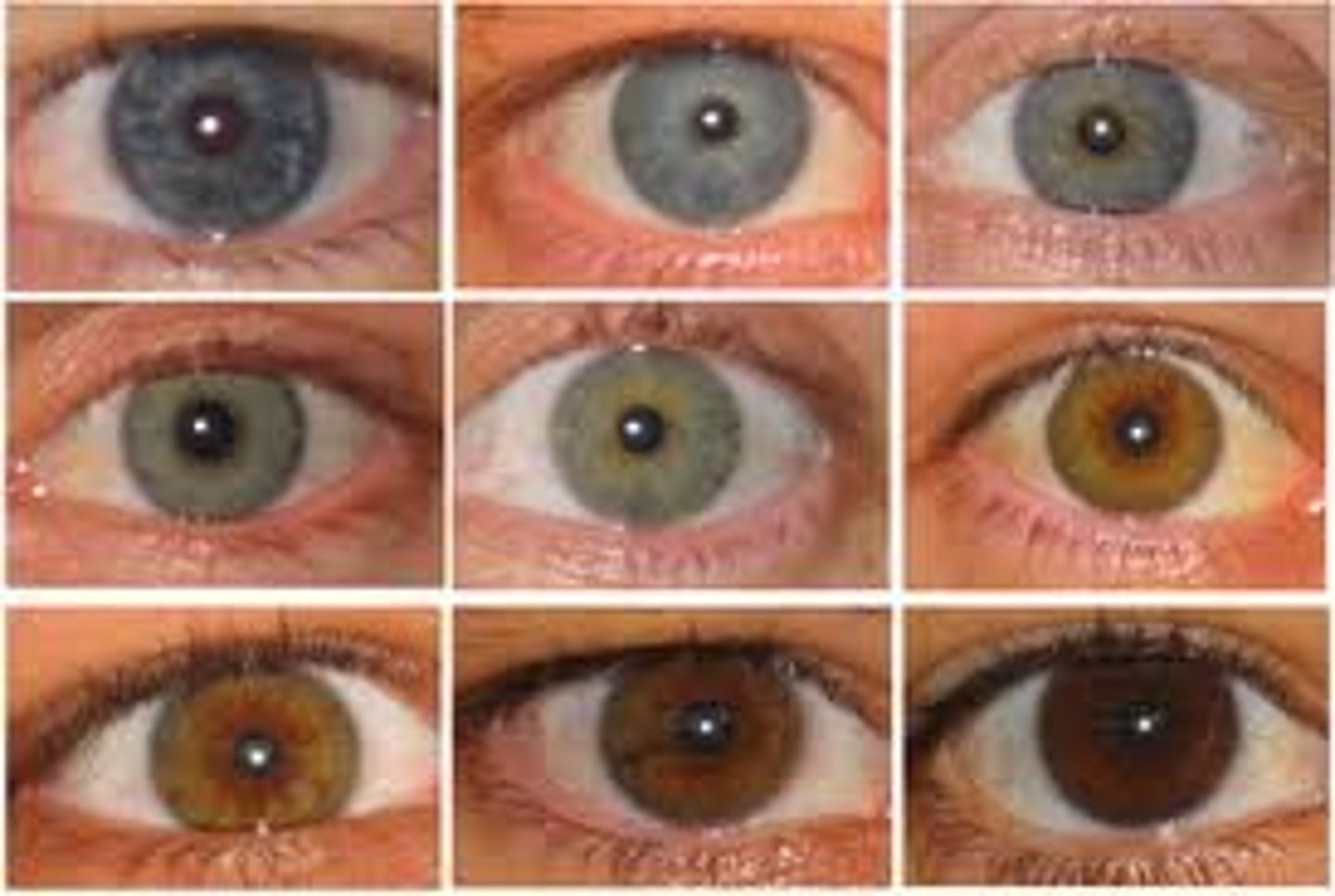 <p>I have brown/blue/green eyes</p>