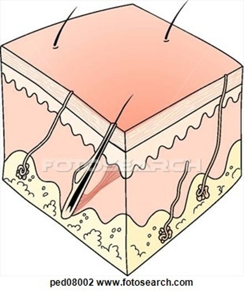 <p>skin</p>