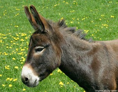 <p>burro</p>