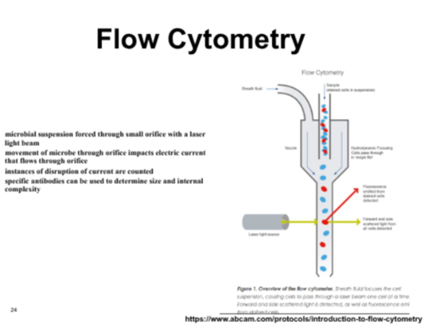 <p>• Microbial suspension forced through small orifice with a laser light beam</p><p>• As individual cells pass in a single file through a laser beam, the instrument</p><p>measures their physical characteristics (size and granularity) and specific fluorescent tags</p>