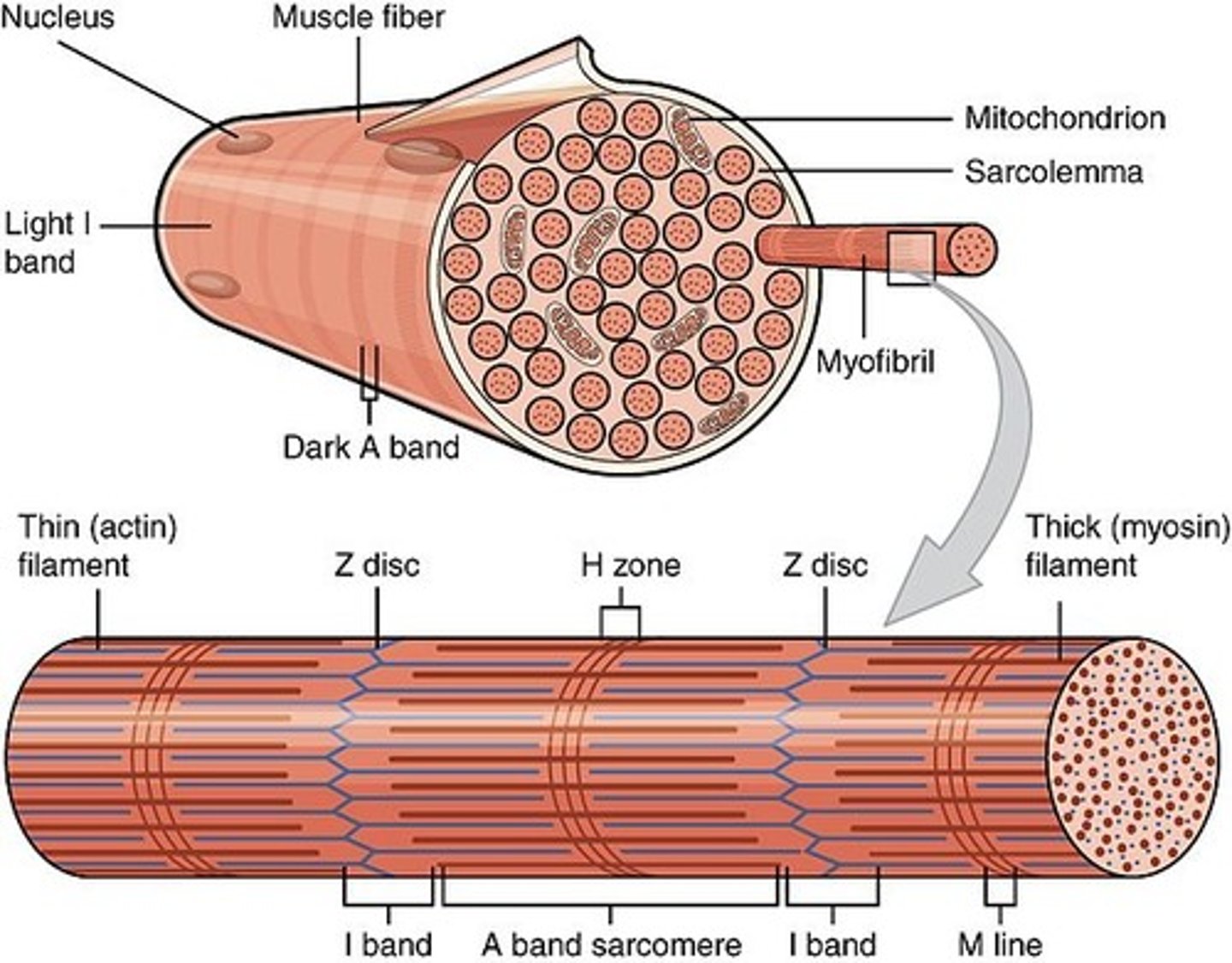 <p>sarcomeres</p>
