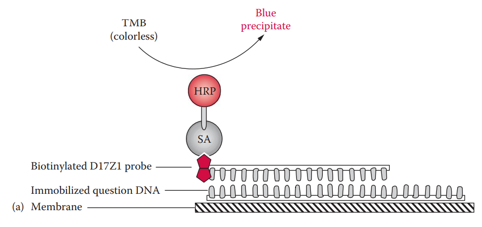 streptavidin (SA) and horseradish peroxidase (HRP) conjugate, and a colorimetric reaction is catalyzed by HRP using tetramethylbenzidine (TMB) as a substrate;