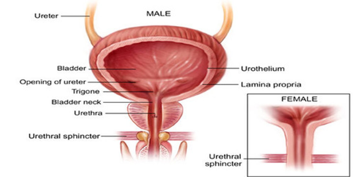 <p>Bladder → bladder neck → prostate gland &gt; urethra → urethral sphincter</p>