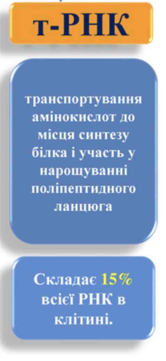 <p><span>транспортування амінокислот до місця синтезу білка і участь у нарощуванні поліпептидного ланцюга </span></p>