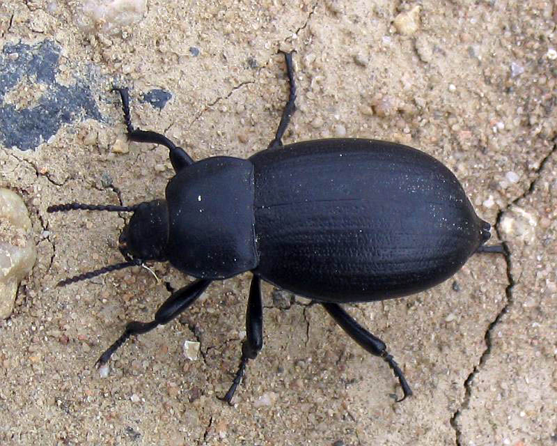 <p>Darkling beetles</p><p>often adaptations to dry conditions</p>