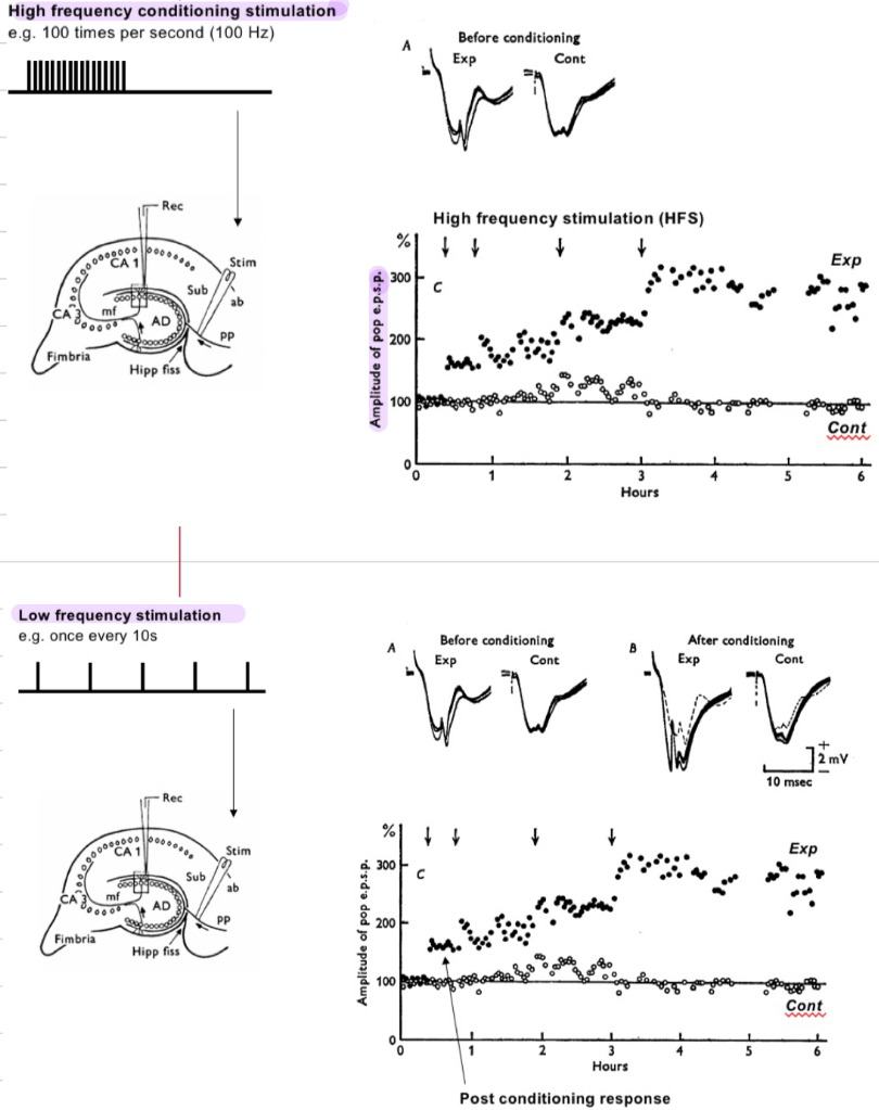 <ol><li><p>Low frequency baseline stimulation→ stimulate the performant pathway and record fEPSP amplitude</p></li><li><p>High frequency conditioning stimulus→ continue to measure fEPSP, shows an increase in amplitude of synaptic response, remains increased overtime </p></li><li><p>Low frequency stimulation again→ after conditioning, the response is larger, follows Hebb’s law</p></li></ol><p></p>