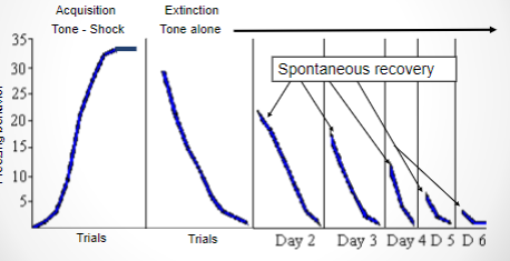 <p>the reappearance of a Conditioned Response (CR) that has been extinguished</p>