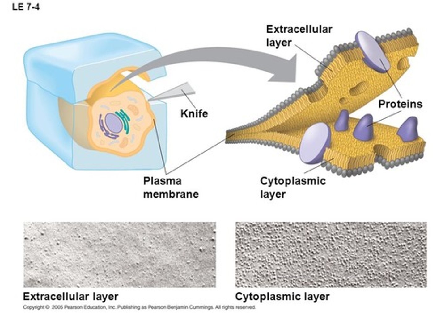 <p>freeze-fracture; specialized prep technique that splits in middle of phospholipid bilayer</p>