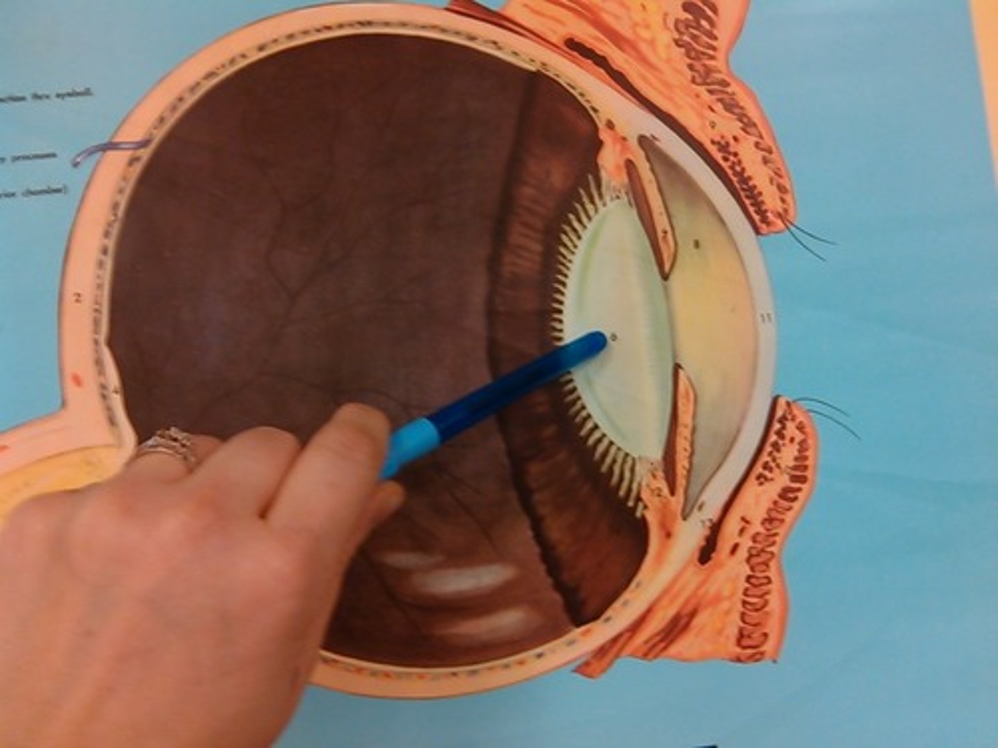 <p>the lens inside the eye, which focuses light onto the back of the eye</p>