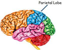 <ul><li><p>processes somatosensory input (touch, pressure, temp, and pain)</p></li><li><p>helps with spatial orientation (where you are and how you’re positioned)</p></li></ul>