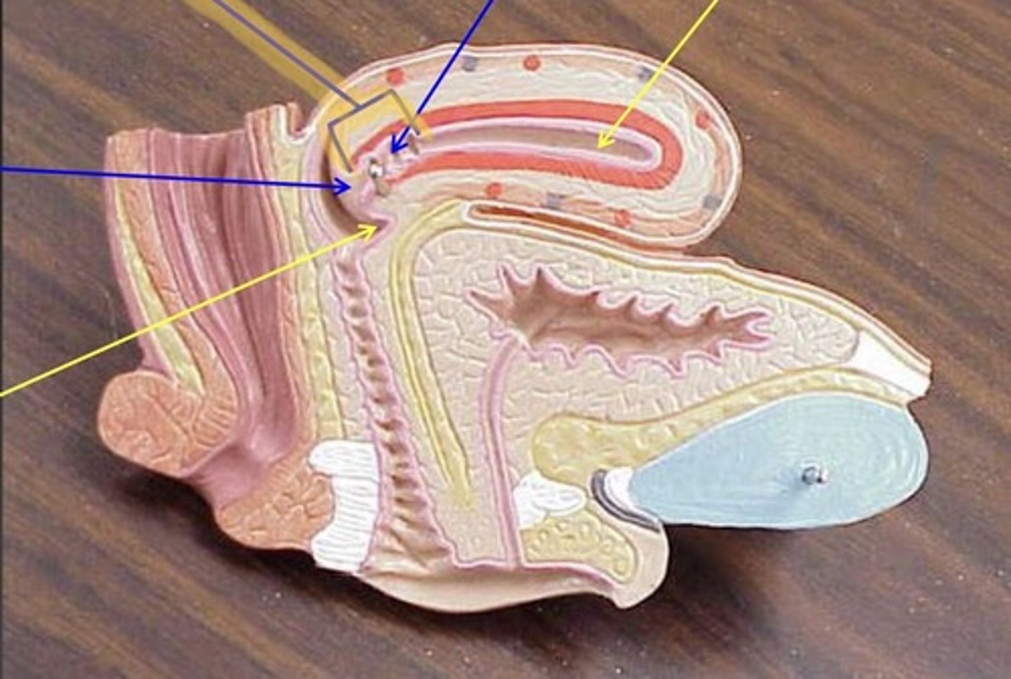 knowt flashcard image