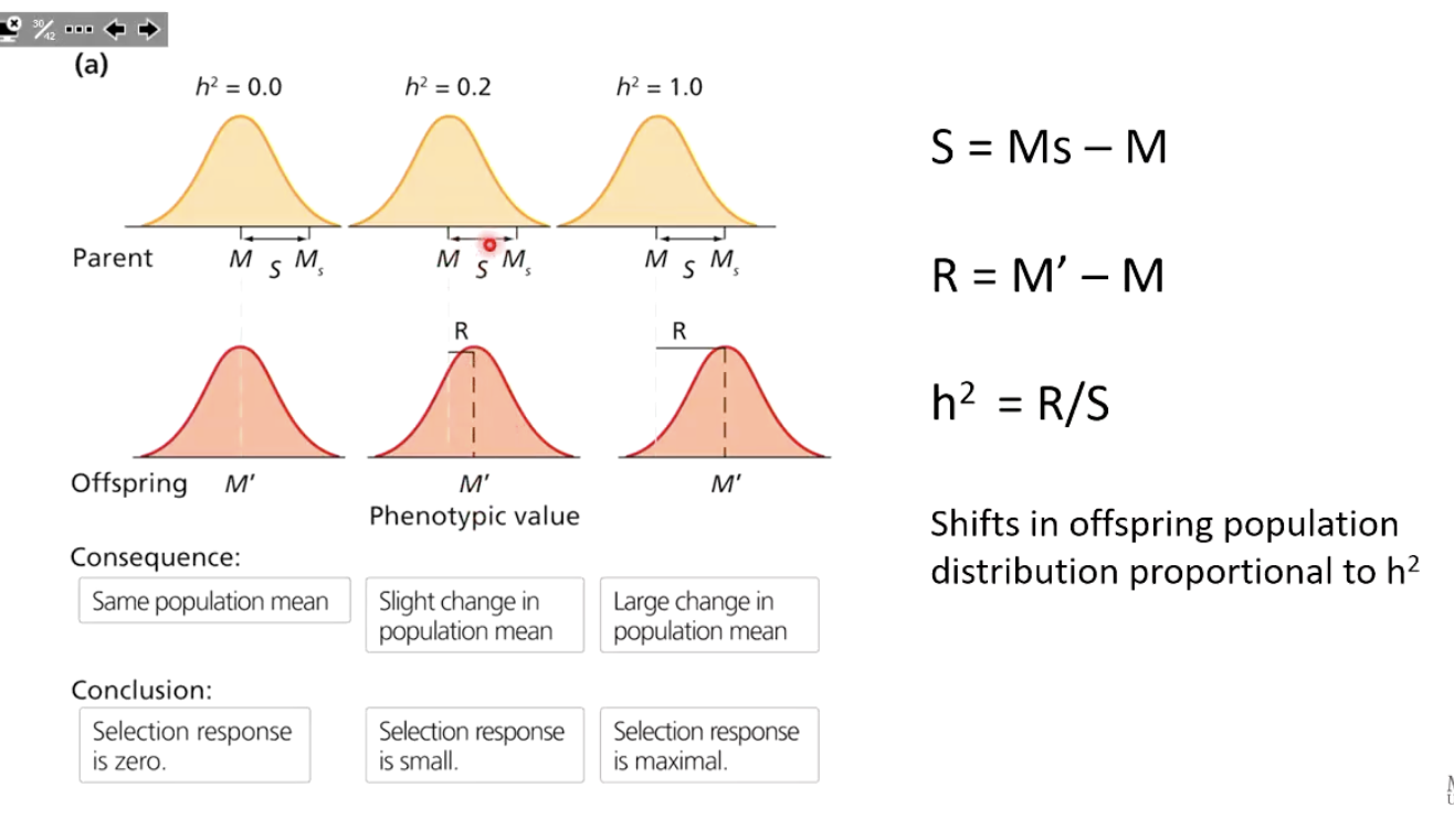 <p>h<sup>2</sup>=R/S<br><br>A higher h² means a stronger shift in the offspring population.</p>