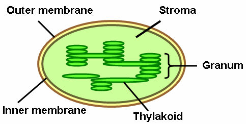 <p>in chloroplast fluid surrounding thylakoids - where enzymes and energy are produced during light reactions/calvin cycle</p>