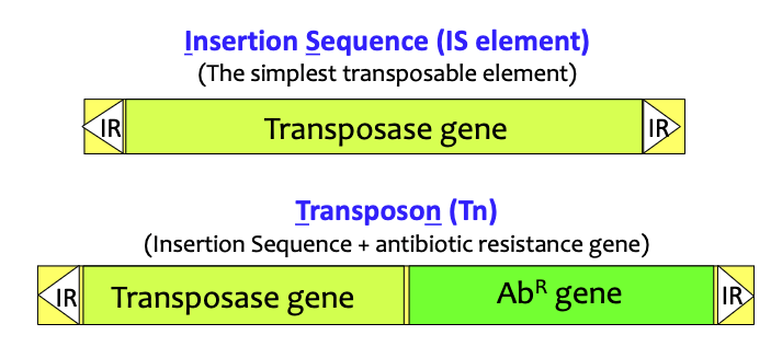 <p>Everything between the inverted repeats (IR) on the ends can be transposed.</p><p>The transposase enzyme only “looks at” the repeats, so it doesn’t matter what lies between</p>