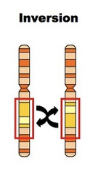 <p>a part of the chromosome flips so it changes order or alleles</p>