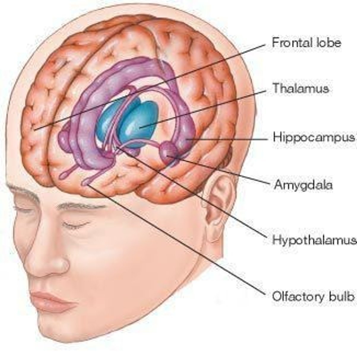 <p>Involved in pleasure, relief from pain, emotionally-significant learning.</p>