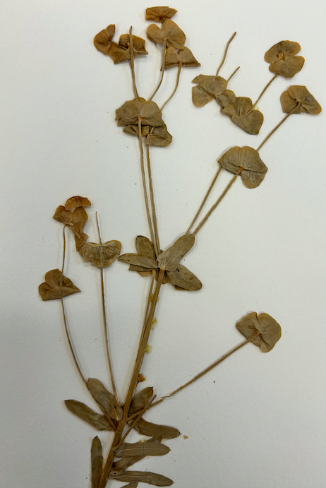 <p>Euphorbiaceae</p><p><em>Euphorbia</em></p>