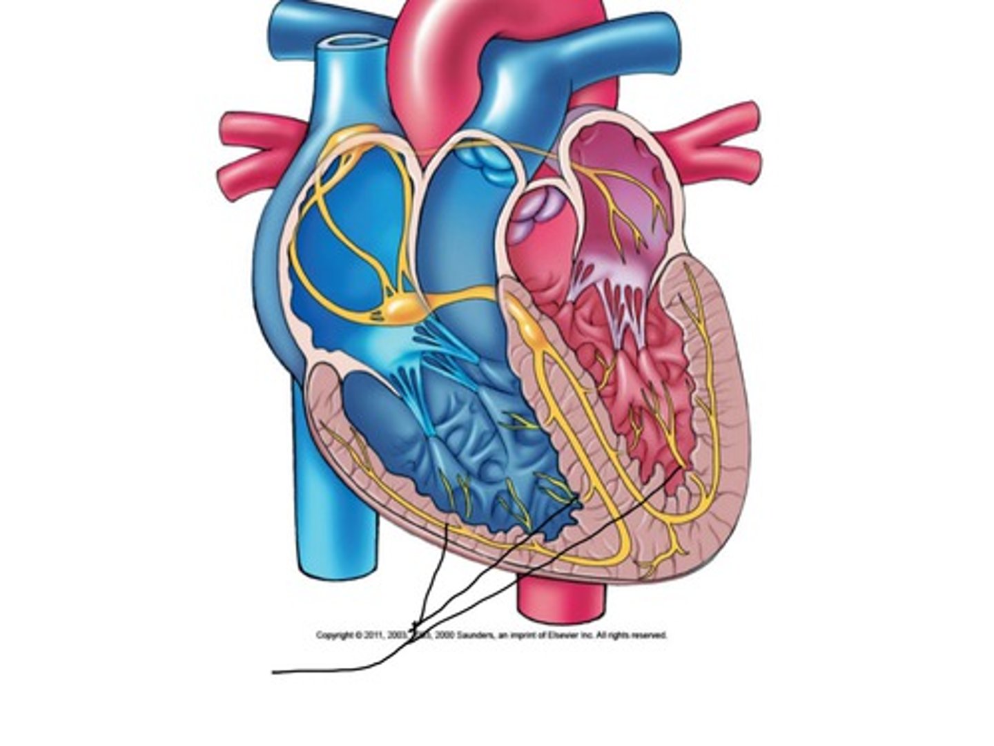 <p>Fibers that conduct electrical impulses thru both ventricles causing ventricular depolarization</p>