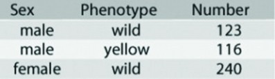 <p>In a <em>Drosophila</em> experiment a homozygous wild-type female was crossed with a yellow-bodied male. All of the resulting F<sub>1 </sub>flies were phenotypically wild type. Crossing the F<sub>1 </sub>flies resulted in F<sub>2</sub> flies having the characteristics shown in the figure. Which of the following statements best describes the location of the yellow body locus?</p><p></p><p>a. It is on an autosome. </p><p>b. It is X-linked. </p><p>c. It is inherited by X inactivation. </p><p>d. It is Y-linked.</p>