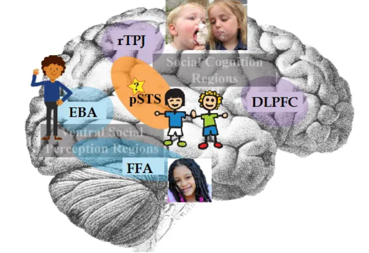 <p>The "visual social brain" refers to specialized brain networks, particularly in the posterior superior temporal sulcus (pSTS) and occipitotemporal cortex (EBA), that process the visual cues of social interactions, like body movements, facial expressions, and eye gaze, to understand others' intentions, emotions, and mental states (Theory of Mind). </p><p>It's a key part of the broader "social brain," integrating visual perception with complex social cognition to make sense of dynamic social scenes and predict behavior, forming a unique pathway for social perception distinct from object recognition. </p>