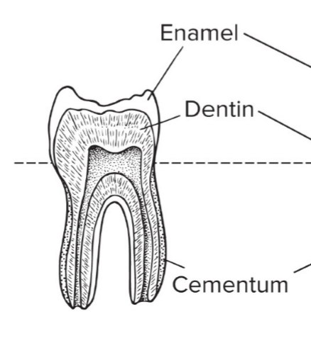 <p>What type of tooth is this?</p>