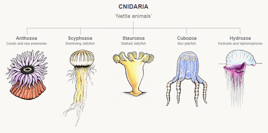 <p>cnidarians </p>