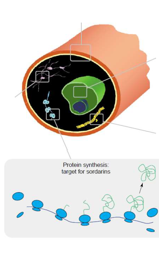 - Protein synthesis inhibitors: target fungal translation Elongation Factor 2 (EF2).
- Not in clinical use
- lab resistance observed in EF2 amino acid substitution