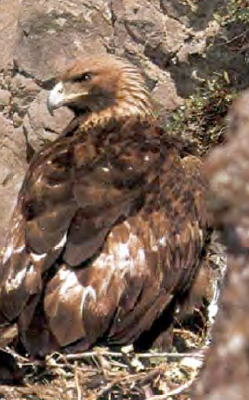 <p>Águila real </p>