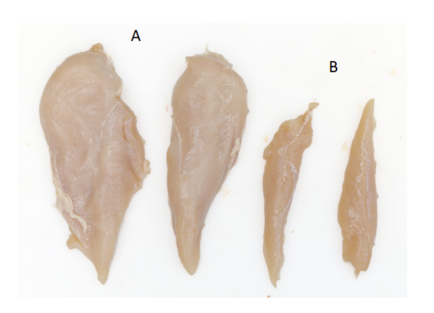 <p>B Muscle</p>