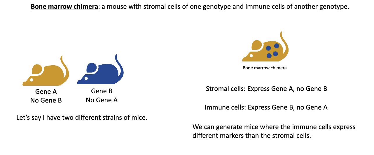 <ul><li><p>Example: If a <strong>gene A</strong> mouse receives bone marrow from a <strong>gene B</strong> mouse →</p><ul><li><p><strong>Stromal cells</strong> (non-immune) = gene A</p></li><li><p><strong>Immune cells</strong> = gene B</p></li></ul></li></ul><ul><li><p>This setup lets scientists test <strong>whether immune functions depend on immune cells or stromal cells</strong>, making it a powerful tool in immunology.</p></li></ul><p></p>