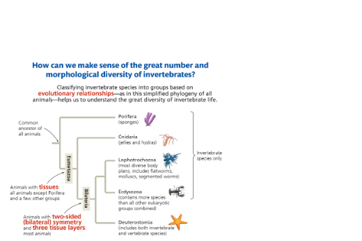 <p><span>The image above is a/an _____. As evidenced by this image, you can tell that phylum _________ is the sister group to all other animals. As evidenced by this image, you can tell that the majority of animals are invertebrates</span></p>