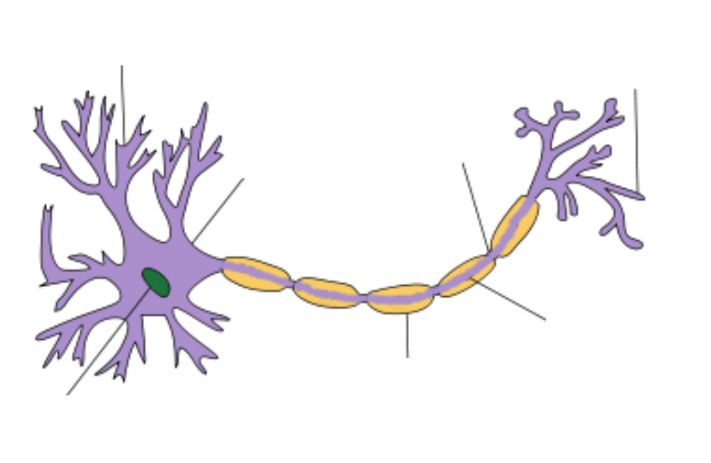 <p>label this motor neuron</p>