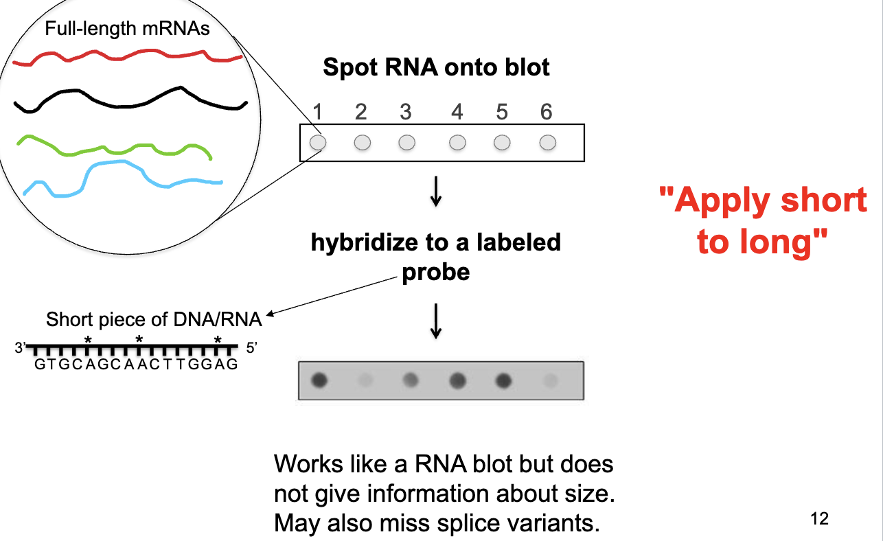 <p><u>RNA Dot Blot</u>: spot RNA onto blot → hybridize to a single labeled probe → wherever the probe binds is where a particular transcript is being expressed</p><ul><li><p>doesn’t give information about size (little bit based on densities), may miss splice variants</p></li><li><p>short to long: hybridizing a short piece of nucleic acid to a longer one</p></li></ul><p><u>Microarray</u>: long to short</p><p></p>