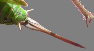 <p><span>a specialized, tube-like organ in female insects used for laying eggs</span></p>