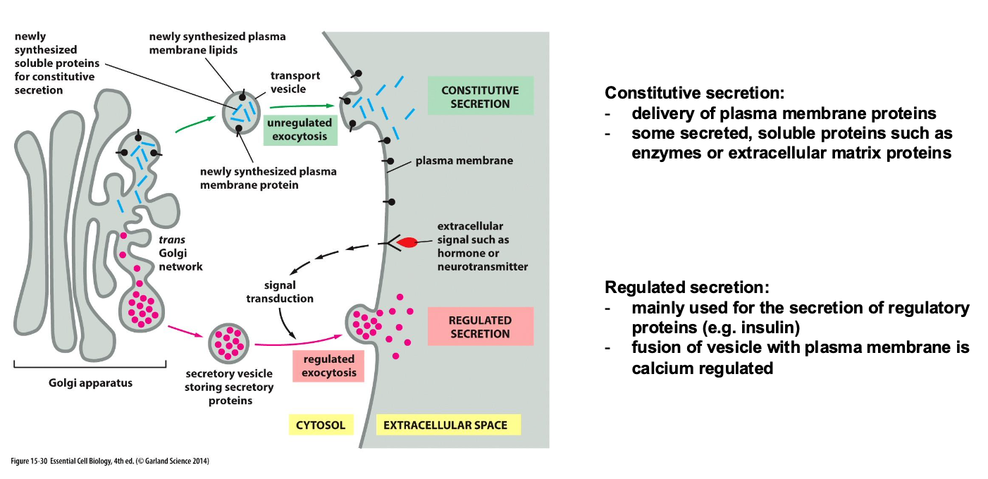 <p>Constitutive is unregulated while reguated is regulated</p>