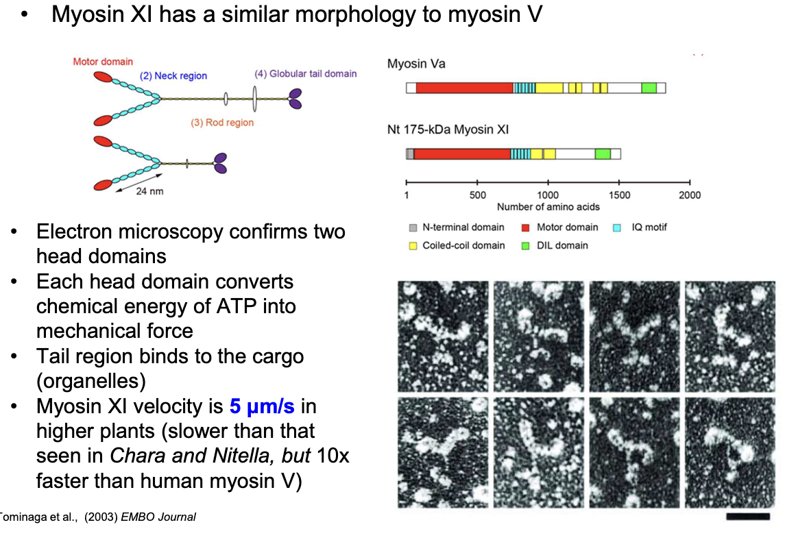 <ul><li><p>Similar structure to Myosin V (humans)</p></li><li><p>It has two ATP-converting head domains and a tail binding cargo</p></li><li><p>Moves at 5 μm/s (10x faster than human myosin V, but slower than myosin in <em>Chara</em> and <em>Nitella</em> plants)</p></li></ul><p></p>