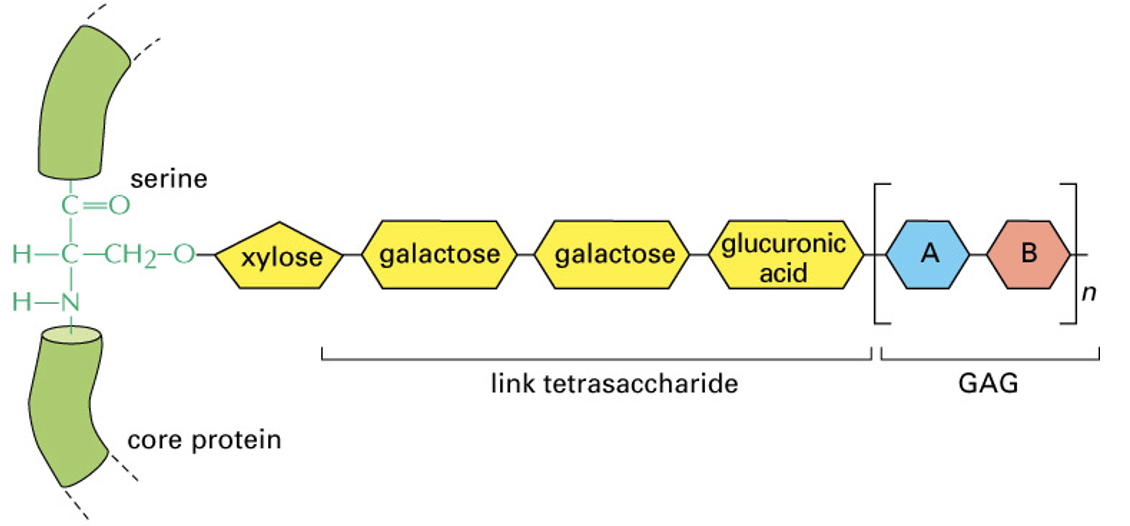 these chains occupy large amounts of space and form hydrated gels

chains - proteins and carbohydrates