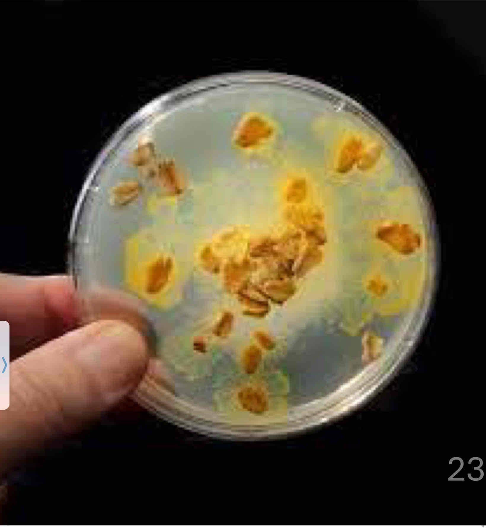 <p>Resultan de la fusión de células flagelada individuales que forman una masa citoplasma multinucleadas llamada plasmodio. Éstos organismos tienen locomoción por medio de Pseudopodos También sirven para atrapar su alimento (Bacterias, Levadura, Entre otras) Por medio de fagocitosis. A veces forman un cuerpo productor de esporas muy ornamentado</p>