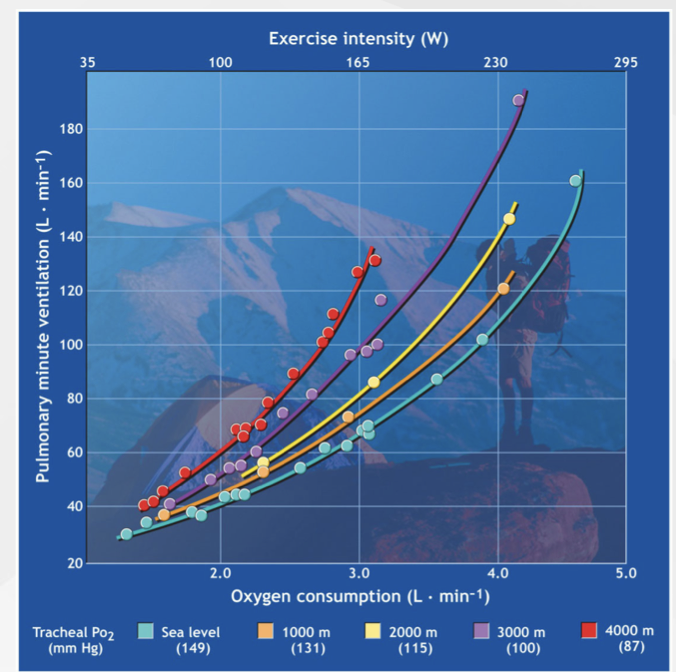 <p>Increased ventilatory drive because ventilation is increased when PO2 decreases</p>