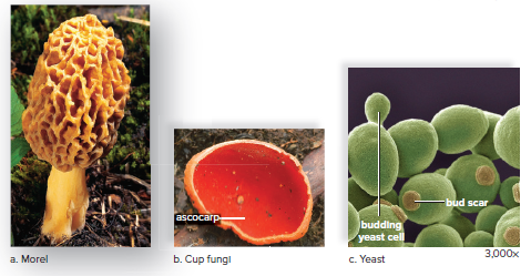 Types of sac fungi.